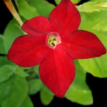 Табак Саратога Красный F1 крылатый