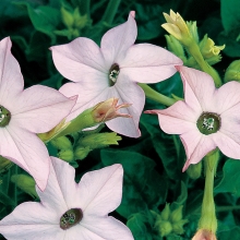 Табак Саратога Яблоня F1 крылатый