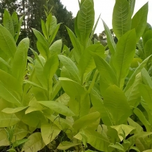 Табак Юбилейный новый 142 курительный