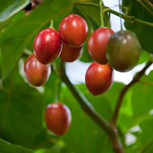 Цифомандра Тамарилло (большой пакет)