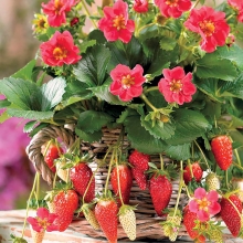 Земляника Тарпан F1