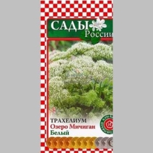 Трахелиум Озеро Мичиган Белый