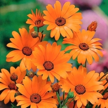 Диморфотека Тетра Голиаф