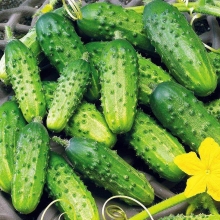 Огурец Чекист F1