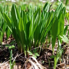 Черемша Медвежий деликатес