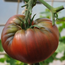 Томат Мамонт чёрный