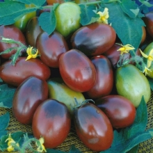 Томат Черный Мавр