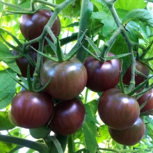 Томат Черный Чикаго (большой пакет)