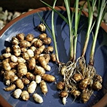 Чуфа (земляной миндаль)