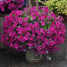 Петуния Тайдал Вейв F1 Парпл (Семена Профи)