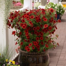 Петуния Тайдал Вейв F1 Ред Велюр (Семена Профи)