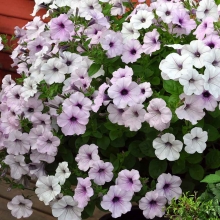 Петуния Тайдал Вейв F1 Сильвер