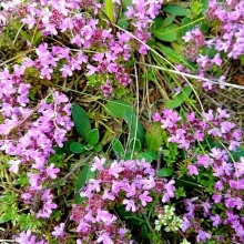 Тимьян Ароматный ковер