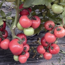 Томат Тивай F1