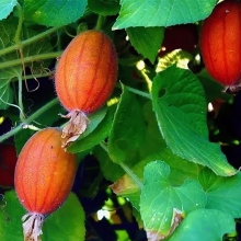 Огурец красный Тладианта (большой пакет)