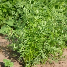 Тмин Хлебный