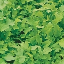 Репа Токио листовая