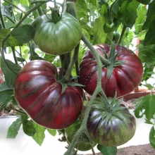 Томат Гном Стринги (Dwarf The Thong)