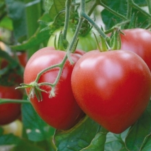 Томат 100% F1