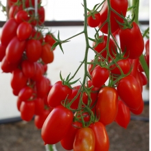 Томат Альфонс F1