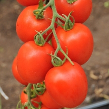 Томат Алый фрегат F1