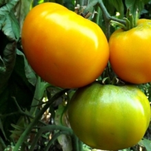 Томат Ананас Бильбао