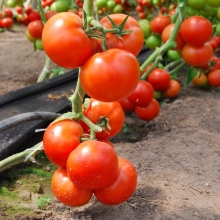 Томат Аттия F1