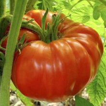 Томат Августин