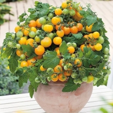 Томат Бэйби Йеллоу F1 (Огород на балконе)