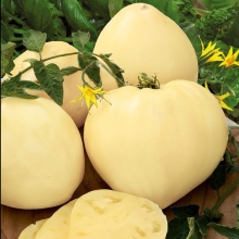 Томат Белый айсберг