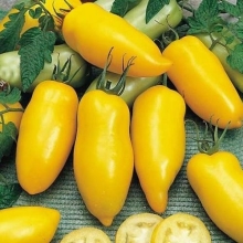 Томат Берег слоновой кости