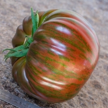 Томат Разноцветный Галстук Бреда Гейтца Розовый (Berkeley Tie Dye Pink) (большой пакет)