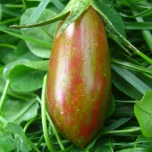 Томат Биколор F1