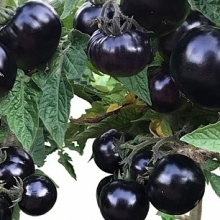 Томат Блэк Бой