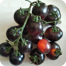 Томат Блю Питтс Тома Вагнера (Blue Pitts) (большой пакет)