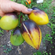 Томат Блюз на Блюде (Blues on a Platter) (большой пакет)