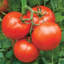 Томат Богата хата F1