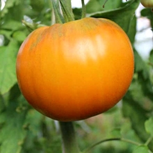 Томат Бочка меда