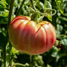 Томат Брендивайн розовый