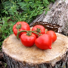 Томат Буренка F1