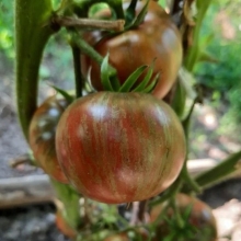 Томат Бычье сердце полосатое