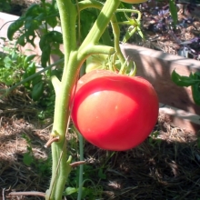 Томат Чайная роза