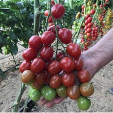 Томат Черри Ира F1