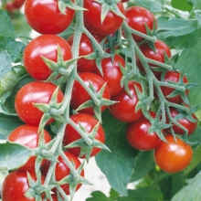 Томат Черри Максик  F1