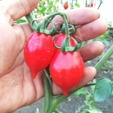 Томат Пьенноло Дель Везувио (Piennolo del Vesuvio) (большой пакет)