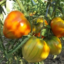 Томат Дабл Хат