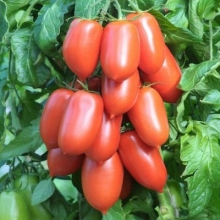 Томат Детские пальчики F1
