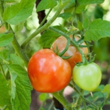 Томат Данко