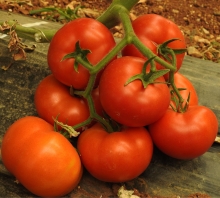 Томат Дженивайн F1