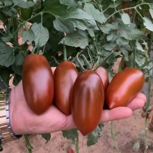 Томат Длинные Рукава Бордовые (большой пакет)